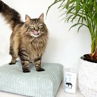 Gizzls Fish & Catnip Healthy Cat Treats